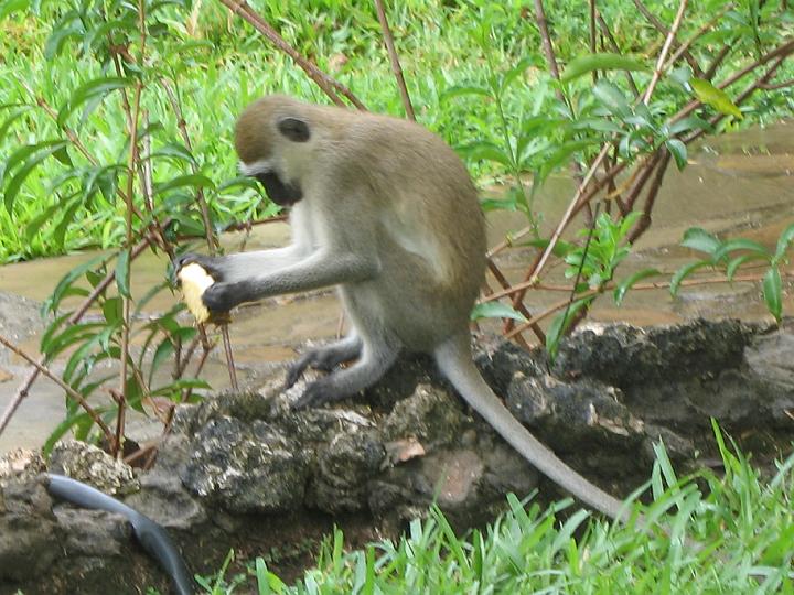 Kenya 125